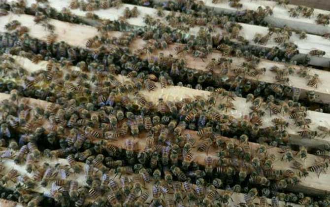 家庭養蜂技術及注意事項 家庭養蜂技術