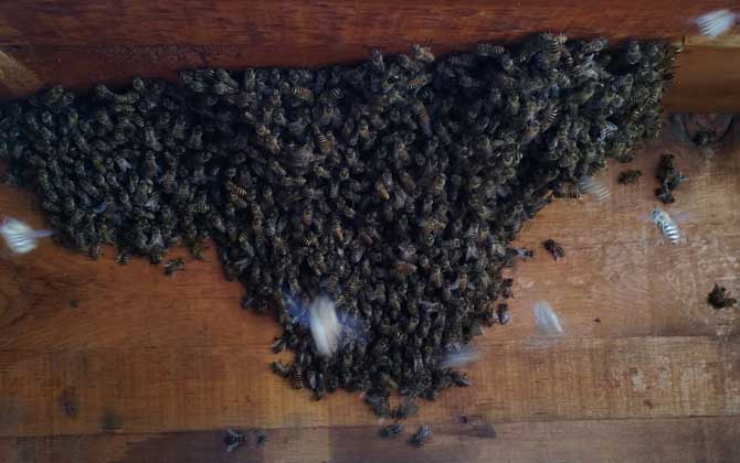 家庭養蜂技術及注意事項 家庭養蜂技術