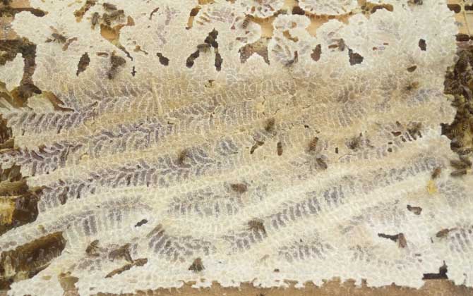 蜜蜂為什么不造脾? 蜜蜂不造脾