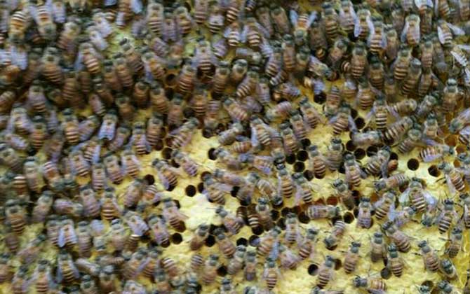 新手養(yǎng)蜂要掌握哪些技術(shù)? 新手養(yǎng)蜂