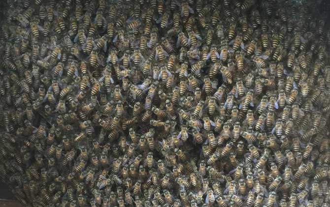 新手養(yǎng)蜂要掌握哪些技術(shù)? 新手養(yǎng)蜂