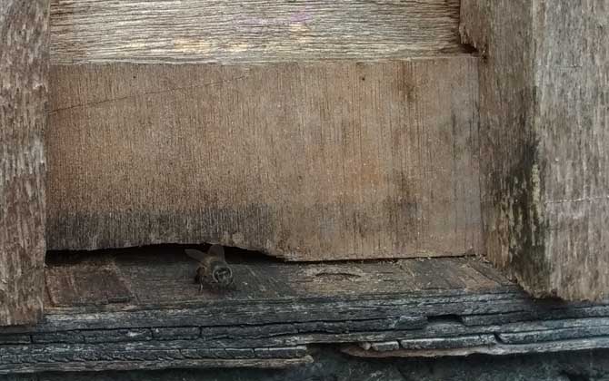 新手養(yǎng)蜂要掌握哪些技術(shù)? 新手養(yǎng)蜂