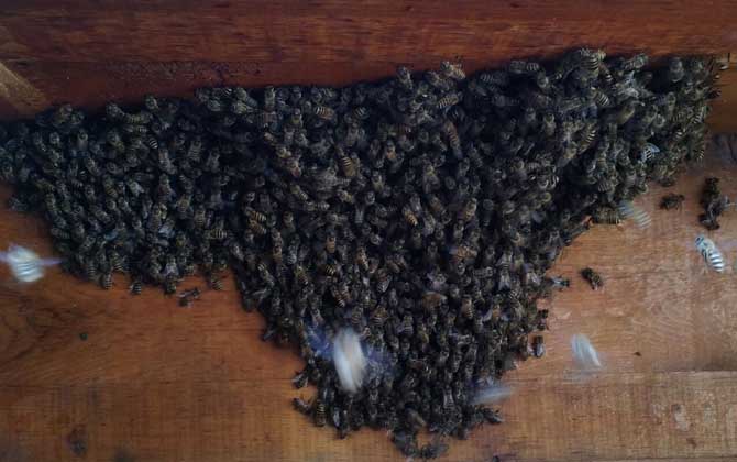 新手養(yǎng)蜂要掌握哪些技術(shù)? 新手養(yǎng)蜂