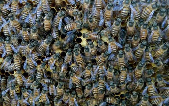 工蜂產卵會不會導致滅群? 工蜂產卵