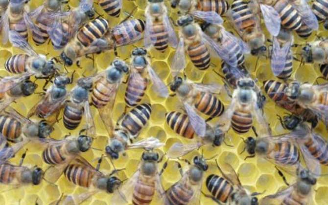 工蜂產卵會不會導致滅群? 工蜂產卵