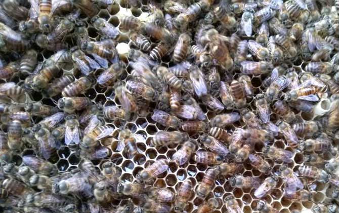 工蜂產卵會不會導致滅群? 工蜂產卵
