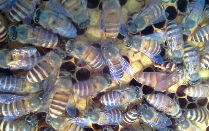 割蜜后為什么蜜蜂出逃? 蜜蜂