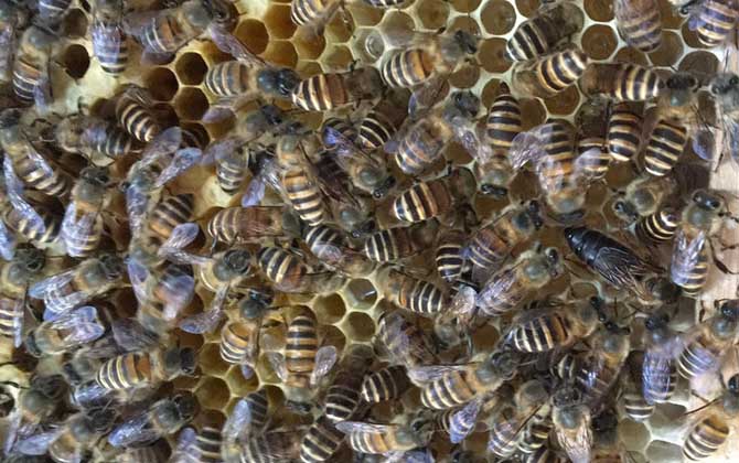 冬季怎么管理好蜂群? 養蜂