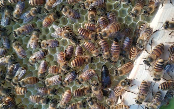 冬季怎么管理好蜂群? 養蜂