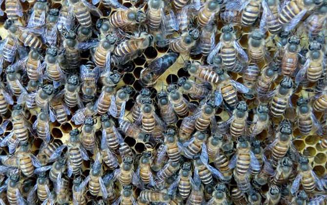 冬季怎么管理好蜂群? 養蜂