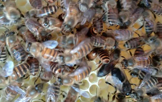 冬季養(yǎng)蜂什么時候關(guān)蜂王? 冬季養(yǎng)蜂