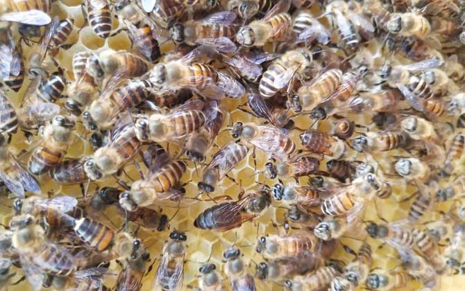 冬季養(yǎng)蜂什么時候關(guān)蜂王? 冬季養(yǎng)蜂