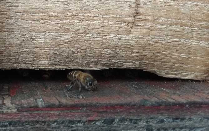 如何誘捕別人家的蜜蜂? 誘捕蜜蜂