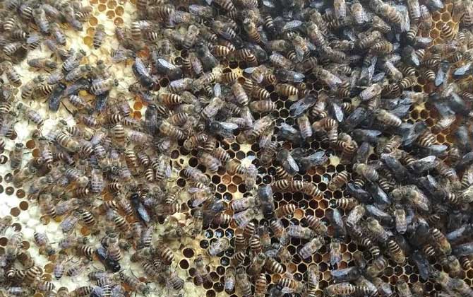 蜜蜂仿自然人工分蜂技術(shù) 蜜蜂