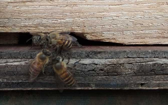 收回來的蜜蜂怎么過箱? 蜜蜂