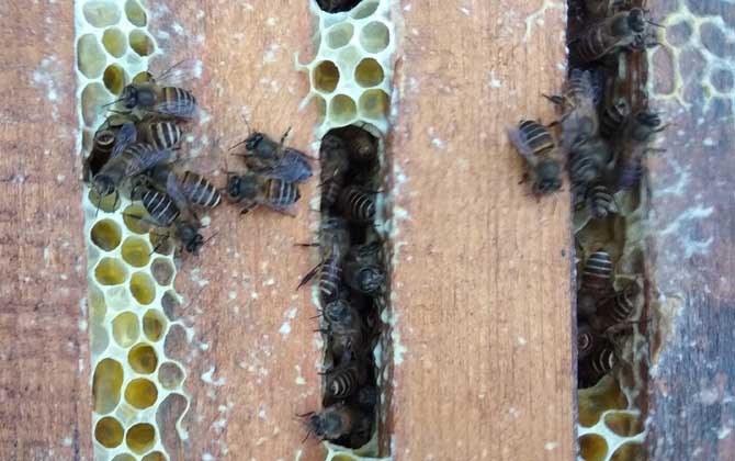 收回來的蜜蜂怎么過箱? 蜜蜂