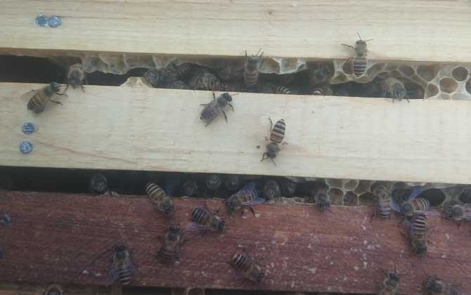 蜜蜂怎么合群不會(huì)打架? 蜜蜂