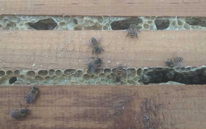 蜜蜂無蜂王分蜂技術 分蜂技術