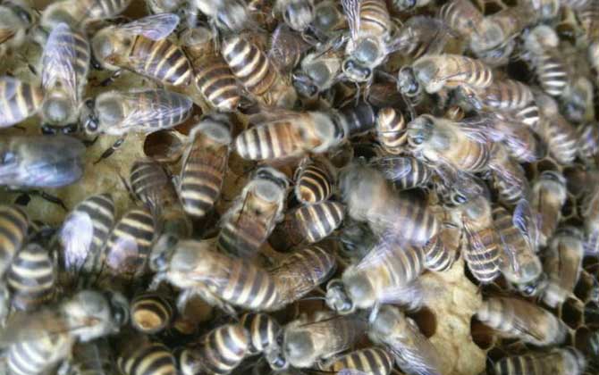 蜜蜂什么時候人工分蜂? 人工分蜂