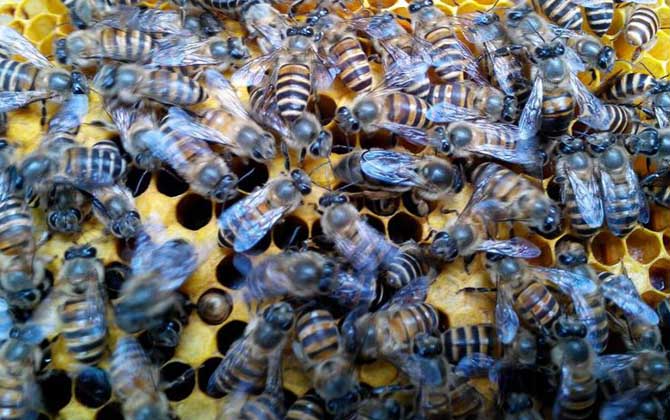 養(yǎng)蜂怎樣原地人工分蜂? 人工分蜂