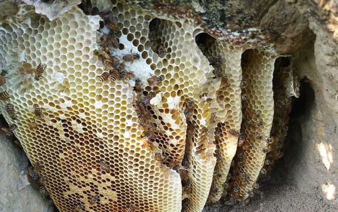 誘蜂洞挖好后怎么處理? 誘蜂洞