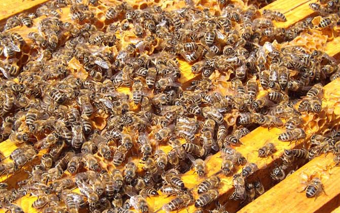 什么時候人工分蜂最好? 人工分蜂