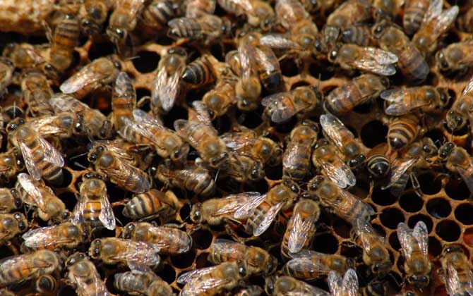 什么時候人工分蜂最好? 人工分蜂