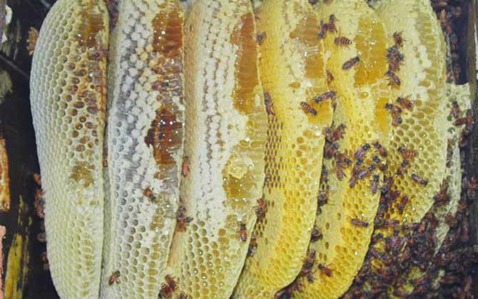 蜂群逃跑是什么原因?qū)е碌模? alt="蜂群" src="http://m.ttdy666.com/Uploads/arcfiles/image/2021/162599437771308.jpg" style="width: 670px; height: 420px" /></p>
<p><strong>一、取蜜傷蜂嚴(yán)重</strong></p>
<p>取蜜傷蜂嚴(yán)重是蜂群逃跑的常見(jiàn)原因,這種情況導(dǎo)致的蜂群逃跑多發(fā)生在土養(yǎng)蜜蜂上,土養(yǎng)蜜蜂取蜜多是用煙霧驅(qū)離蜜蜂后再割下蜜脾,但蜜蜂有在同一張巢脾上儲(chǔ)蜜和育蟲的習(xí)性,因此割蜜時(shí)勢(shì)必導(dǎo)致大量工蜂和幼蟲死亡,最終往往使蜂群因死傷嚴(yán)重而不得不逃跑。</p>
<p style="text-align: center"><img title= 蜂群