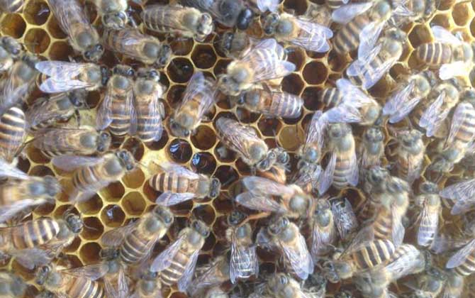 蜂群逃跑是什么原因?qū)е碌模? alt="蜂群" src="http://m.ttdy666.com/Uploads/arcfiles/image/2021/162599437869754.jpg" style="width: 670px; height: 420px" /></p>
<p><strong>三、附近沒(méi)有蜜源</strong></p>
<p>附近沒(méi)有蜜源是蜂群逃跑的重要原因,這種情況導(dǎo)致的蜂群逃跑基本發(fā)生在中蜂身上,原因是中蜂的適應(yīng)性極強(qiáng)且對(duì)蜜源極為敏感,若附近蜜源匱乏且蜂巢中又沒(méi)有足夠的食物時(shí)往往會(huì)遷飛到其他蜜源較為豐富的地方重新筑巢,因此蜂群中儲(chǔ)蜜不足時(shí)要及時(shí)人工補(bǔ)飼。</p>
<p style="text-align: center"><img title= 蜂群