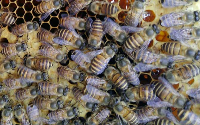 蜂群逃跑是什么原因?qū)е碌模? alt="蜂群" src="http://m.ttdy666.com/Uploads/arcfiles/image/2021/162599437816804.jpg" style="width: 670px; height: 420px" /></p>
<p><strong>五、天敵侵?jǐn)_嚴(yán)重</strong></p>
<p>天敵侵?jǐn)_嚴(yán)重是蜂群逃跑的重要原因,事實(shí)上蜜蜂在自然界的天敵也是非常多的,其中尤以胡蜂對(duì)蜂群的危害最為嚴(yán)重,特別是在食物匱乏季節(jié)胡蜂往往結(jié)隊(duì)攻擊蜜蜂,蜂群受胡蜂侵?jǐn)_嚴(yán)重時(shí)為了繼續(xù)生存往往會(huì)棄巢而逃,此外蜂箱中有大量螞蟻侵害時(shí)蜂群也會(huì)逃跑。</p>
<p style="text-align: center"><img title= 蜂群