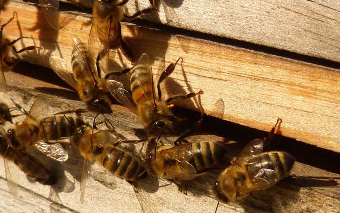 蜜蜂打架的原因及解決方法 蜜蜂打架