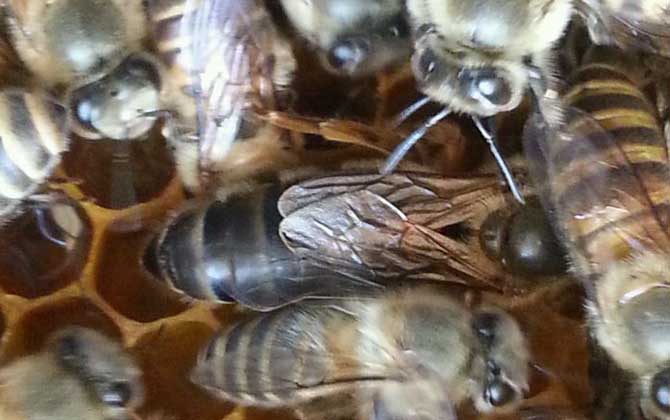 蜂群失王沒王臺怎么辦? 蜂王