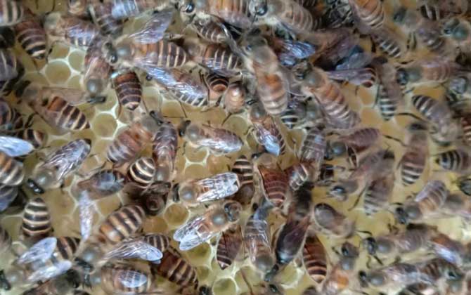 蜂太少如何快速繁殖起來? 蜜蜂繁殖