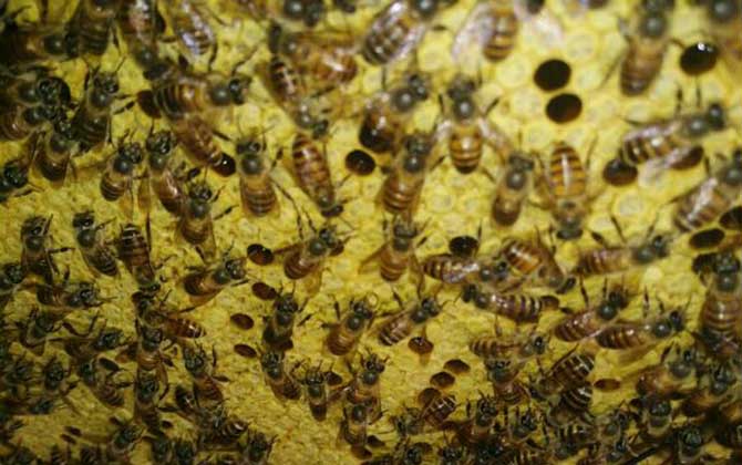 蜂太少如何快速繁殖起來? 蜜蜂繁殖