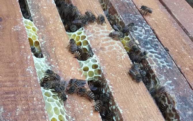 蜂群合并會不會回蜂? 回蜂