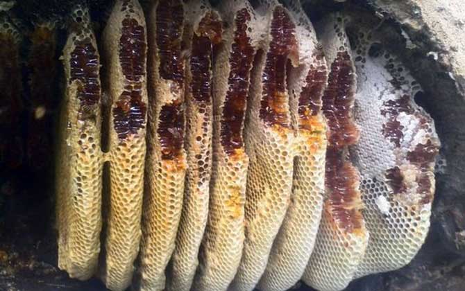 割蜜如何防止蜂王出逃? 割蜜