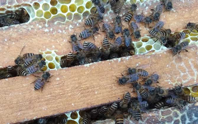 蜂群合并方法及注意事項(xiàng) 蜂群合并