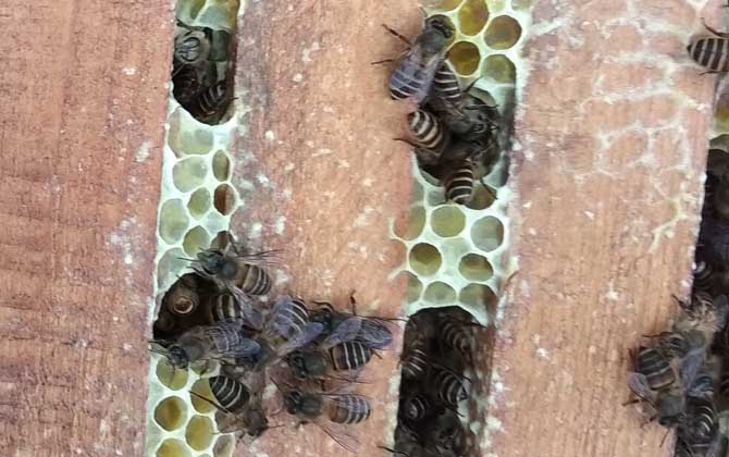 蜂群合并方法及注意事項(xiàng) 蜂群合并