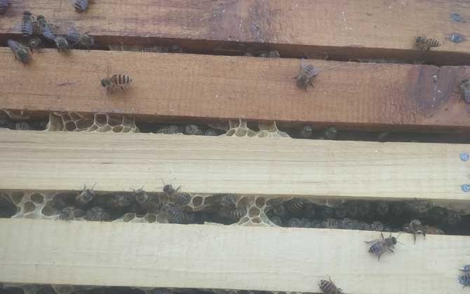 蜂群合并方法及注意事項(xiàng) 蜂群合并