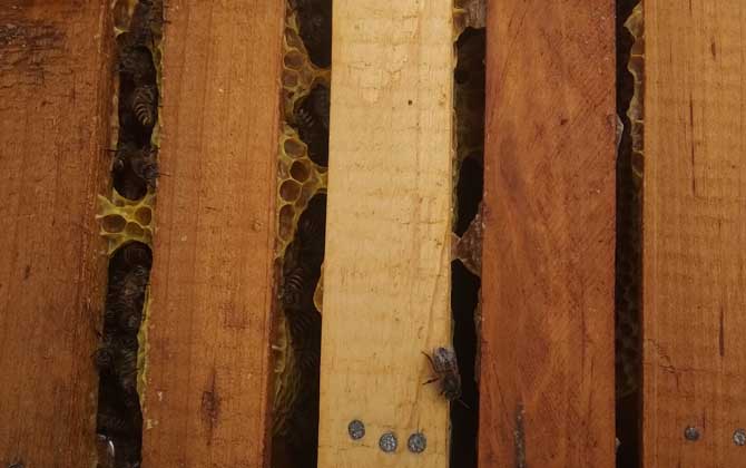 蜂群合并方法及注意事項(xiàng) 蜂群合并