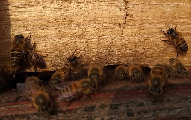 蜂群合并方法及注意事項(xiàng) 蜂群合并