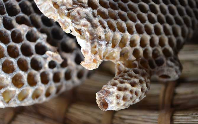 介王成功多久恢復產卵? 介王