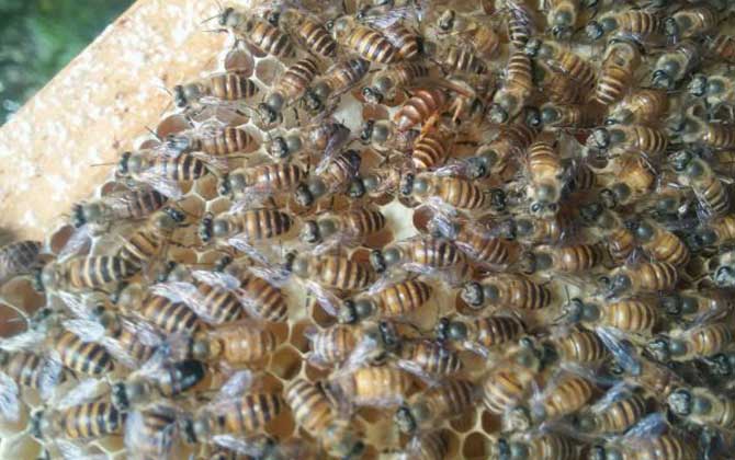 介王成功多久恢復產卵? 介王