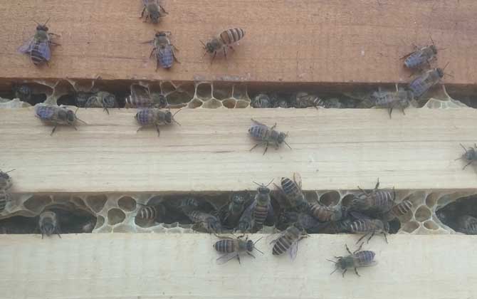 蜜蜂失王一個月怎么辦? 蜜蜂失王