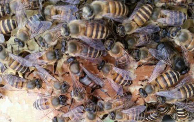 工蜂圍王蜂王多久會(huì)死? 工蜂圍王