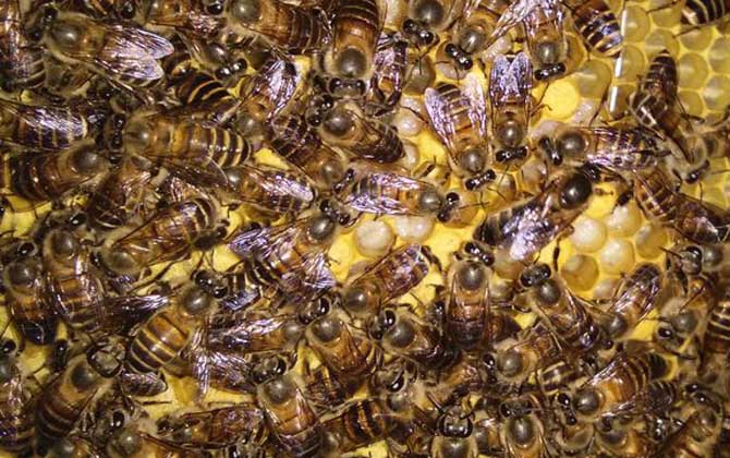 工蜂圍王蜂王多久會(huì)死? 工蜂圍王