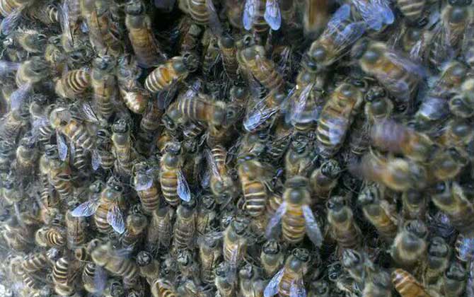 工蜂圍王蜂王多久會(huì)死? 工蜂圍王