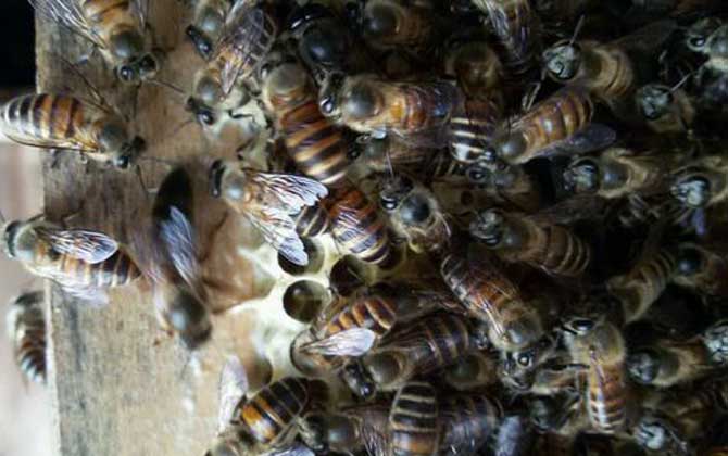 工蜂圍王蜂王多久會(huì)死? 工蜂圍王