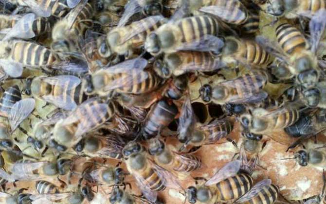 工蜂圍王蜂王多久會(huì)死? 工蜂圍王