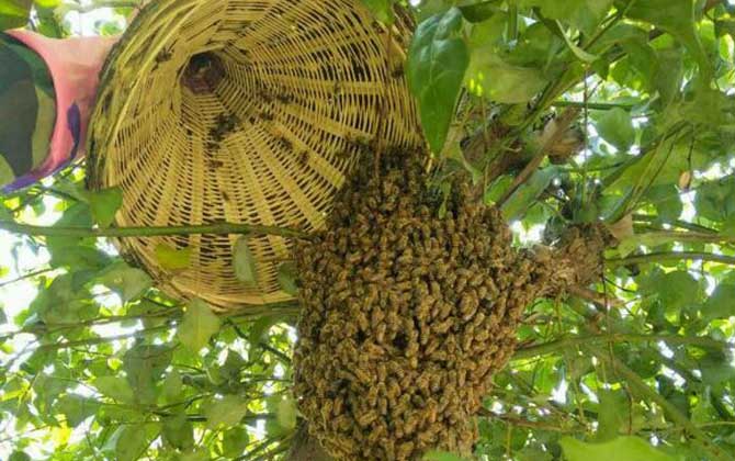農(nóng)村誘蜂秘方及注意事項 誘蜂